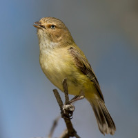 Weebill